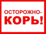 Корь