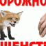 Месячник по профилактике бешенства среди диких животных пройдет в Подольске - МАУ Медиацентр