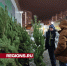 На елочных базарах в Подольске можно выбрать новогоднее дерево по душе - Regions.Ru