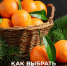 Как выбрать мандарины - МАУ Медиацентр