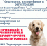 Выездную вакцинацию животных от бешенства проводят в Подольске  - МАУ Медиацентр