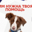 Благотворительная акция «Дай лапу» проходит в Подмосковье - МАУ Медиацентр