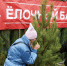 В декабре в Подольске откроются 16 официальных елочных базаров - Подольск.Ру