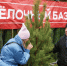 Местные — значит свежие: где в Подольске купить качественное дерево на Новый год - Regions.Ru